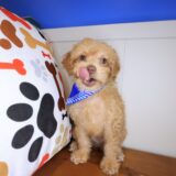 Tofu Maltipoo 02