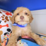 Tofu Maltipoo 03