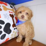 Tofu Maltipoo 04