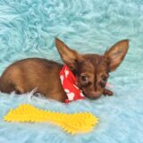 Toto Chihuahua 01