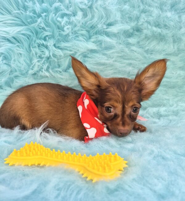 Toto Chihuahua 01
