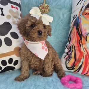 Tova Goldendoodle 01 Tova Goldendoodle 01