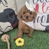 Tova Goldendoodle 03