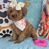 Tova Goldendoodle 04
