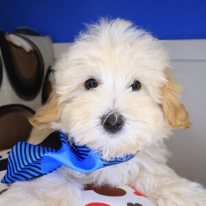 Triton Maltipoo 01 Triton Maltipoo 01