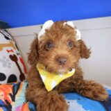 Trixy Poodle 01