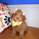 Trixy Poodle 02