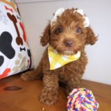Trixy Poodle 03