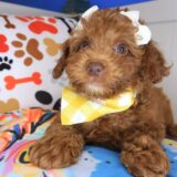 Trixy Poodle 04