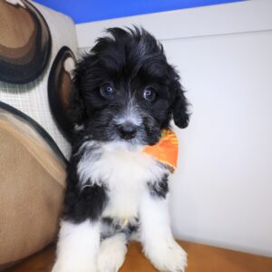 Tucker Aussiedoodle 01 Tucker Aussiedoodle 01