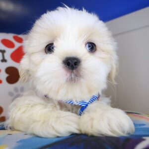 Tucker Shih Tzu 01 Tucker Shih Tzu 01