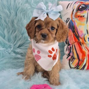 Tula Cavapoo 01 Tula Cavapoo 01