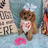 Tula Cavapoo 02