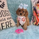 Tula Cavapoo 04