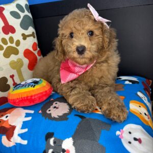 Twirl Poodle 01 Twirl Poodle 01
