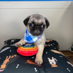 Urchin Pug 01