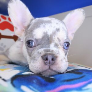 Ursula French Bulldog 01 Ursula French Bulldog 01