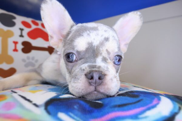 Ursula French Bulldog 01
