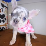 Ursula French Bulldog 02