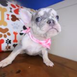 Ursula French Bulldog 03