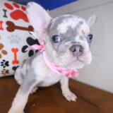 Ursula French Bulldog 04