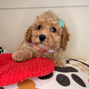 Ursula Poodle 01 Ursula Poodle 01