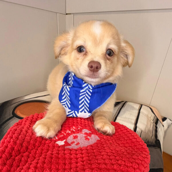 Usher Chihuahua 01