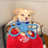 Usher Chihuahua 02