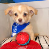 Usher Chihuahua 03