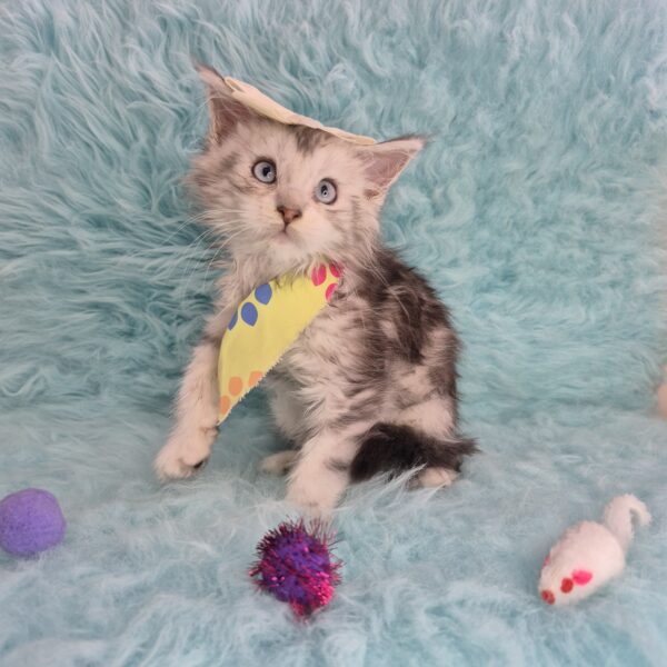 Vega Maine Coon 01