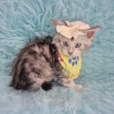 Vega Maine Coon 02