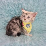 Vega Maine Coon 03