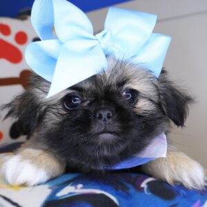 Verona Pekingese 01