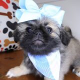 Verona Pekingese 03