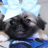 Verona Pekingese 04