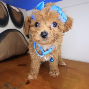 Viola Poodle 01 Viola Poodle 01