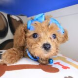 Viola Poodle 02