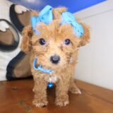 Viola Poodle 03