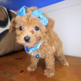 Viola Poodle 04