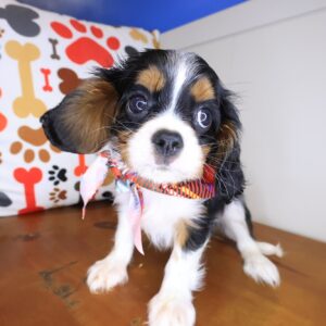 Wallace Cavalier King Charles Spaniel 01 Wallace Cavalier King Charles Spaniel 01