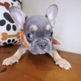 Webby French Bulldog 01