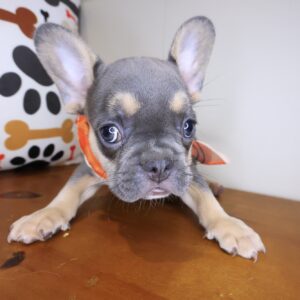 Webby French Bulldog 01 Webby French Bulldog 01