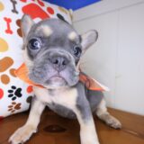 Webby French Bulldog 03