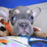 Webby French Bulldog 04