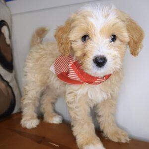 Wicket Maltipoo 01 Wicket Maltipoo 01