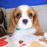 William Cavalier King Charles Spaniel 01
