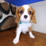 William Cavalier King Charles Spaniel 02