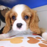 William Cavalier King Charles Spaniel 03