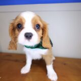 William Cavalier King Charles Spaniel 04