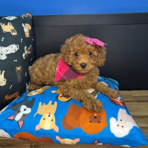 Woof Poodle 01 Woof Poodle 01